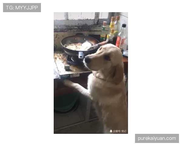 内马尔家的狗吃的都比我一个月工资高